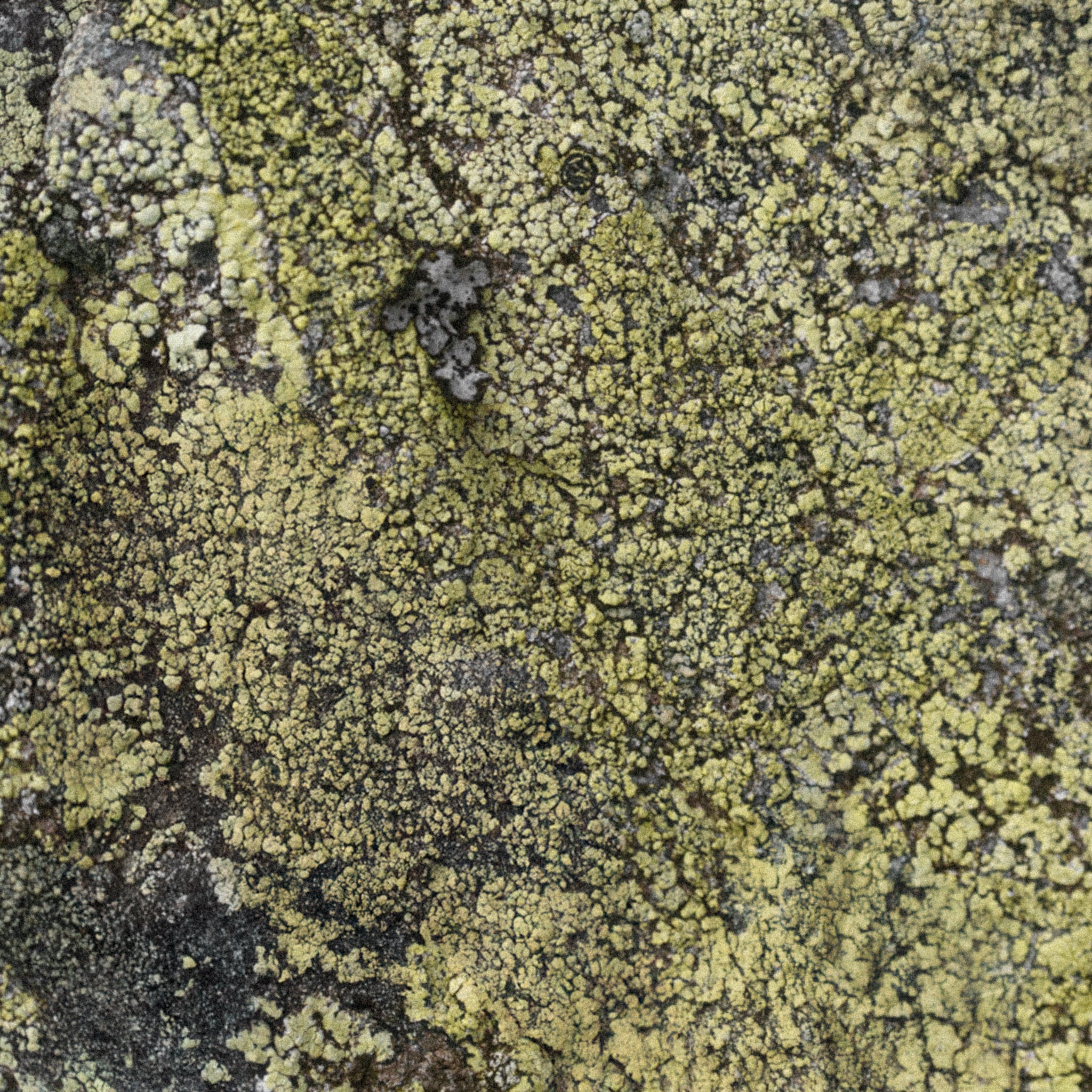 Green clay mask ingredient