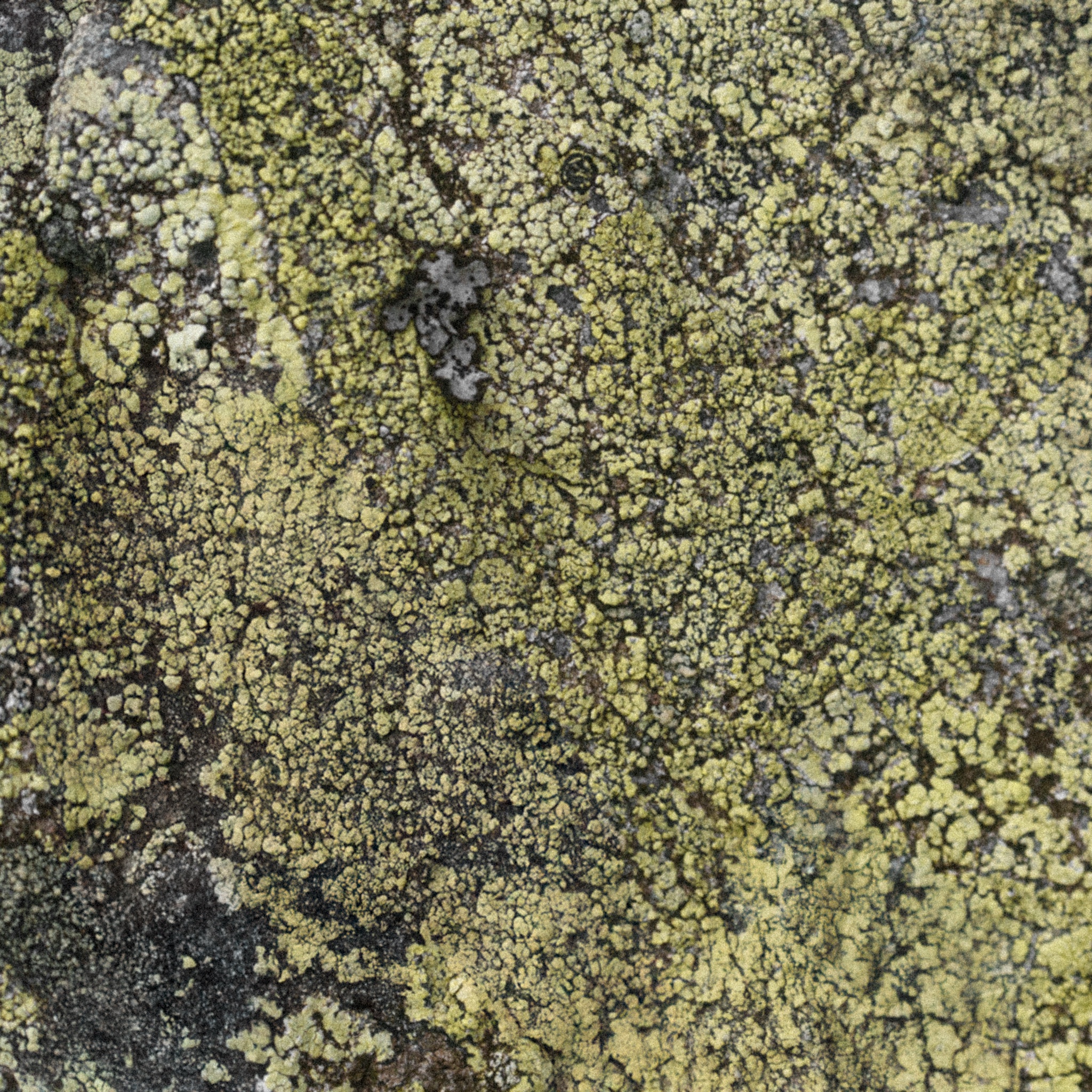 Green clay mask ingredient