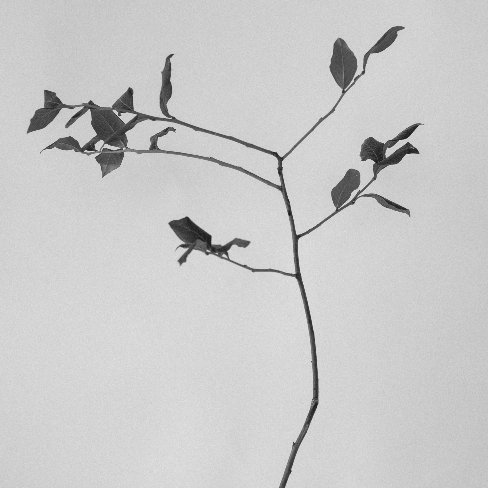 Philosophy background